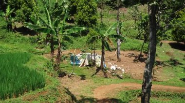 Muz ağaçları ve yeşilliklerle çevrili küçük bir derme çatma sığınak içeren bir kırsal alan. Bölge, ön planda pirinç tarlaları da dahil olmak üzere bitki örtüsüyle dolu..