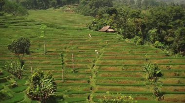 Kalın ağaçlarla çevrili yemyeşil teraslı pirinç tarlalarının manzarası ve arka planda küçük ahşap bir ev..