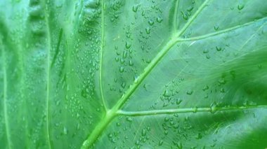 Su damlacıklarıyla kaplı büyük yeşil bir yaprağın yakın çekimi, dokusunu ve damarlarını sergiliyor..