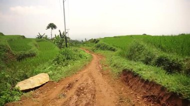 Puslu bir gökyüzünün altındaki yemyeşil pirinç tarlalarında dolambaçlı toprak bir patika. Manzara canlı yeşillik ve uzak tepeleri barındırıyor, sakin bir kırsal manzara yaratıyor..