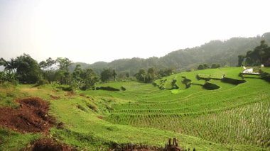 Yamaçtaki yemyeşil pirinç teraslarının manzarası. Parlak gökyüzünün altında ağaçlar ve dağlarla çevrili..