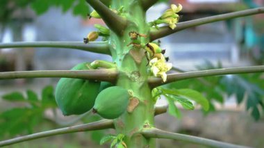 Yeşil papayaları, sarı çiçekleri ve dalları olan yeşil bir gövdeyi gösteren papaya ağacının yakın plan görüntüsü. Arkaplan bulanık, ağacın detaylarını vurguluyor.