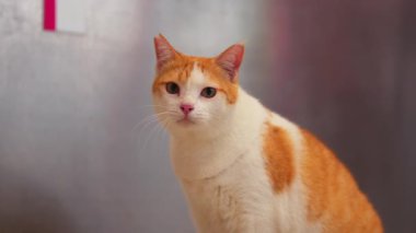 Turuncu ve beyaz kürklü, sakince oturan evcil bir kedinin yakın çekimi. Kedi tuhaf bir ifadeye sahiptir ve bulanık bir arka planla yan tarafa bakar..