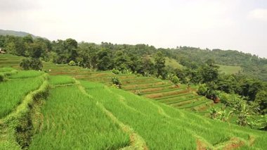 Dağlık bir bölgede, bulutlu bir gökyüzünün altında ağaçlar ve tepelerle çevrili yemyeşil pirinç tarlaları..