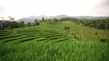 yemyeşil teraslı pirinç tarlaları, bulutlu bir gökyüzünün altında dağlar..