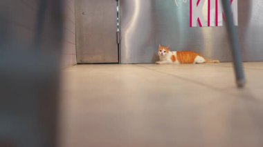 Rahatlamış turuncu ve beyaz bir kedi modern kapalı bir zemin üzerinde yatıyor, metalik bir duvar ve arka planda pembe bir tabela ile.