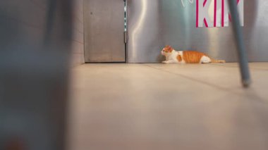 Gevşemiş turuncu ve beyaz bir kedi, metalik bir duvarın yanında, üzerinde pembe bir tabela olan fayanslı bir zeminde yatıyor. Sahne, ön planda bir parça mobilya olan sıradan bir ev ortamını yakalıyor..