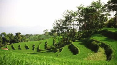 Arkasında ağaçlar olan yemyeşil teraslı pirinç tarlaları manzaralı bir tarım manzarası sergiliyor..