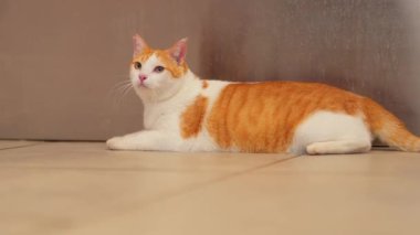 Turuncu ve beyaz kürklü evcil bir kedi. Metalik bir yüzeye yakın fayanslı bir zeminde yatıyor. Kedi sakin ve rahat görünüyor, başını hafifçe kaldırmış ve kulaklarını dikmiş..