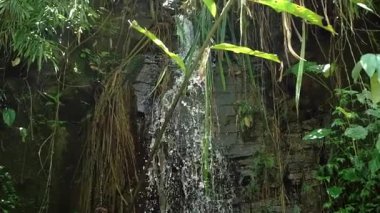 Bereketli yeşil yapraklar ve tropikal bitkilerle çevrili kayalık arazide çağlayan sakin bir şelale. Güneş ışığı yaprakların arasından süzülerek sakin bir atmosfer yaratır..