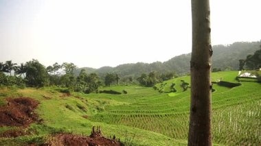 Yamaçtaki yemyeşil pirinç teraslarının manzarası. Önünde uzun bir ağaç, arkasında parlak bir gökyüzünün altında dağlar..