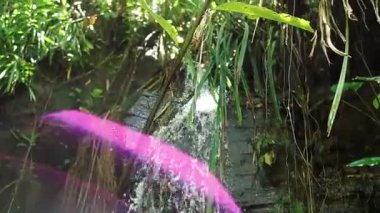 Bereketli yeşil yapraklar ve tropikal bitkilerle çevrili kayalık bir yüzeyde şelale çağlıyor. Güneş ışığı yaprakların arasından süzülerek sakin bir atmosfer yaratır..