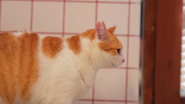 Turuncu ve beyaz kürklü evcil bir kedinin fayanslı bir duvara dayanmış bir yan profili. Kedi kulakları açık, meraklı ve tetikte görünüyor..