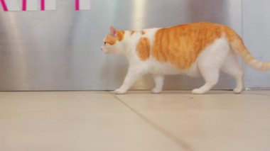 Meraklı turuncu ve beyaz bir kedi fayanslı bir zeminde oturmuş üzerinde pembe harflerle 