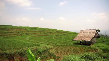 Geleneksel ahşap kulübesi olan teraslı pirinç tarlalarının manzarası. Bereketli yeşil arazi, yumuşak bulutlu açık mavi gökyüzünün altında sıra sıra pirinç bitkileriyle doludur..