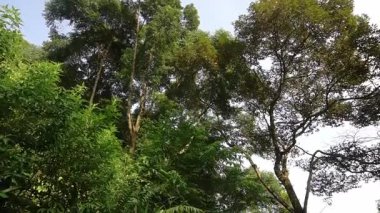 Berrak bir gökyüzünün altında uzun ağaçlar ve yoğun yapraklarla yemyeşil bir orman. Güneş ışığı yaprakların arasından süzülerek sakin ve sakin bir atmosfer yaratır..