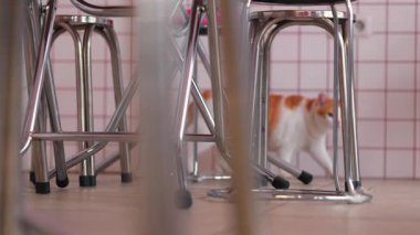 Kafe ortamında metal tabureler arasında yürüyen turuncu ve beyaz kürklü evcil bir kedi. Arka plan duvarlarla döşenmiş, rahat bir atmosfer yaratıyor..
