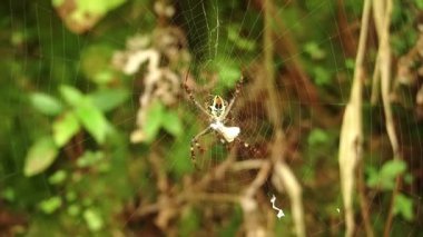 Yeşil yapraklarla çevrili, ağındaki bir örümceğin yakın çekimi. Örümceğin kendine özgü bir deseni vardır ve merkezi olarak ağın içinde konumlandırılır. Karmaşık ipek iplikçiklerini gösterir..