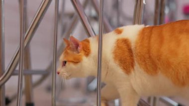 Meraklı bir turuncu ve beyaz kedi etrafını keşfediyor. Kapalı bir ortamda metal sandalye bacakları arasında kısmen görülebiliyor..