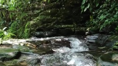 Bereketli yeşil ormandaki kayaların üzerinden akan sakin bir dere. Su yavaşça çağlar, canlı yapraklar ve yosun kaplı taşlarla çevrili, sakin bir doğal manzara yaratır..