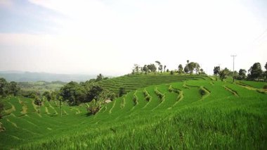 Yamaçtaki teraslı pirinç tarlaları, yemyeşil bitkiler ve açık bir gökyüzü manzarası. Manzara, dolambaçlı yollar ve uzak dağlara sahip, dingin bir tarım ortamı yaratıyor..