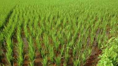 Suda yetişen taze pirinç bitkileriyle dolu yemyeşil bir pirinç tarlası. Bitkilerin canlı yeşil rengi suyun altındaki kahverengi toprakla çelişiyor ve dingin bir tarımsal manzara yaratıyor..