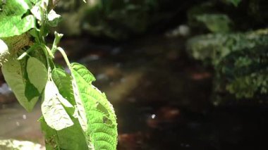 Düz kayaların üzerinden akan, yemyeşil yapraklarla çevrili sakin bir dere. Güneş ışığı sudan yansıyarak sakin bir atmosfer yaratır..