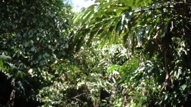 Yoğun bir ormanda yemyeşil bir bitki örtüsü yaprakların arasından süzülen güneş ışığı canlı ve huzurlu bir atmosfer yaratır..
