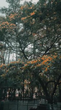 Canlı turuncu yaprakları olan sakin bir park manzarası. Huzurlu bir park. Dallar yemyeşil ve yemyeşil, barışçıl bir atmosfer yaratıyor. Yumuşak ışık yaprakların arasından süzülüp doğal güzelliği arttırır..