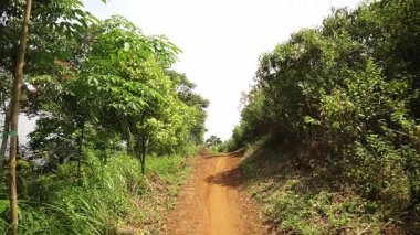 Berrak bir gökyüzünün altında yemyeşil bitki ve ağaçlarla çevrili bir toprak yol..