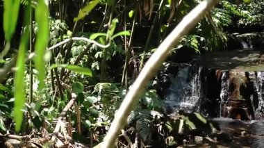 Bereketli yeşil yapraklar ve bitkilerle çevrili küçük bir şelalenin yer aldığı sakin bir tropikal manzara. Güneş ışığı yaprakların arasından süzülerek sakin bir atmosfer yaratır..