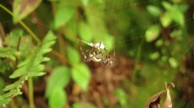 Ağında, yemyeşil yapraklarla çevrili bir örümceğin yakın çekimi. Örümcek karmaşık bir şekilde tasarlanmış, bacaklarını ve vücut yapısını gözler önüne seriyor. Arka plan bulanık, örümceği ve ağını vurguluyor..