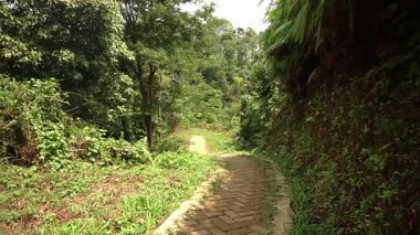 Yoğun yapraklar ve ağaçlarla çevrili yemyeşil bir ormanda dolambaçlı bir yol. Yol kaldırım taşlarından yapılmıştır ve uzaklığa doğru yol alır, keşif yapmaya davet edilir..