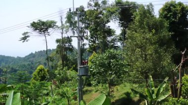 Ortasında elektrik direği olan ağaçlar ve bitkilerin bulunduğu yemyeşil bir manzaranın manzarası. Direğin uzak mesafeye uzanan kabloları kırsal bir alanı işaret ediyor. Canlı yeşillik tropikal ya da astropikal iklimi akla getiriyor..