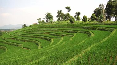 Bir yamaçtaki teraslı pirinç tarlalarının manzarası, temiz bir gökyüzünün altında ağaçlar ve uzak dağlarla çevrili düzgün sıralarda büyüyen yemyeşil pirinç bitkileri..