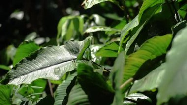 Tropikal bir ormanda yemyeşil yaprakların yakın çekimi, yeşilin çeşitli tonlarını ve güneş ışığı altında dokuları sergiliyor..