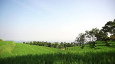 Berrak mavi gökyüzünün altında yemyeşil pirinç teraslarının olduğu sakin bir manzara. Yuvarlanan tepeler ağaçlarla kaplı. Huzurlu bir kırsal manzara yaratıyorlar..