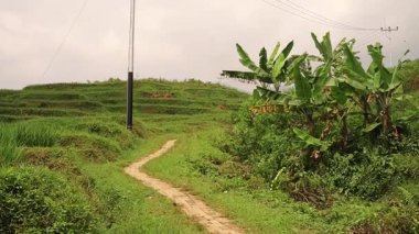 Gökyüzü bulutlu, yemyeşil çayırlarda ve muz bitkilerinde kıvrılan manzaralı bir patika. Manzarada teraslı tepeler ve arka planda elektrik direği yer alıyor..