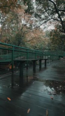 Sonbahar yapraklı gür ağaçlarla çevrili sakin bir ahşap geçit. Yer ıslak, bulutlu gökyüzünü yansıtıyor, sakin bir atmosfer yaratıyor..