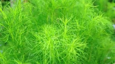Canlı yeşil su bitkilerinin yakın çekim görüntüsü ince, iğneye benzer yapraklar, gür ve dokulu bir görünüm yaratır..