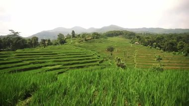 Bereketli yeşil teraslı pirinç tarlalarının manzarası. Arkasında dağlar bulutlu bir gökyüzünün altında..