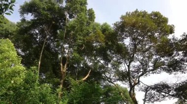 Berrak mavi bir gökyüzünün altında yoğun yaprakları olan uzun ağaçların olduğu yemyeşil bir orman sahnesi. Güneş ışığı yaprakların arasından süzülerek sakin bir atmosfer yaratır..