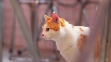 Turuncu ve beyaz kürklü bir kedinin bulanık görüntüsü. Pembe kaplamalı bir ortamda metal çubuklarla kısmen gizlenmiş..