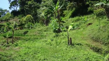 Muz ağaçları ve yoğun bitki örtüsünden oluşan yemyeşil bir manzara. Arazi çimen ve küçük bitkilerle dolu, canlı bir doğal ortam yaratıyor..