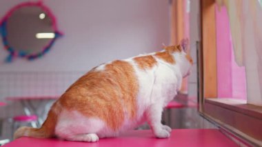 Parlak renkli bir kafede pembe bir masada oturan sevimli turuncu ve beyaz bir kedi. Arka planda pembe duvarlar ve yuvarlak bir ayna var, neşeli bir atmosfer yaratıyor..