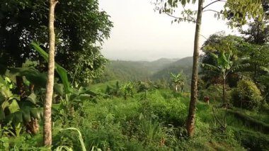 Yuvarlanan tepeler ve yoğun bitki örtüsünün yer aldığı yemyeşil bir manzara. Sahne, doğanın ağaçlar ve bitkilerle huzurlu bir görüntüsünü yakalıyor ve huzurlu bir atmosfer yaratıyor..