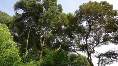 Bereketli yeşil bir orman sahnesinde açık mavi gökyüzüne karşı yoğun yaprakları olan uzun ağaçlar var..