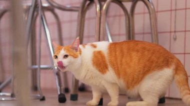 Bir kafede metal taburelerin yanında yerde oturan sevimli turuncu ve beyaz bir kedi. Kedi meraklı ve tetikte görünüyor, yumuşak bir ifadeyle, fayanslı duvarlara karşı.