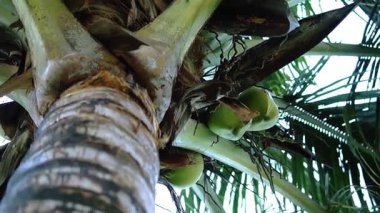 Arka planda yeşil hindistan cevizi ve palmiye yaprakları olan hindistan cevizi ağacı gövdesinin yakından görüntüsü, tropikal bitki örtüsünün doğal güzelliğini gözler önüne seriyor..