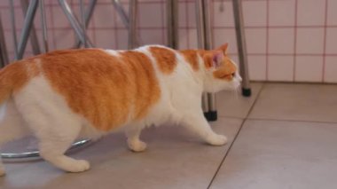 Kafe ortamında fayanslı zeminde yürüyen tüylü turuncu ve beyaz bir kedi. Kedinin şakacı bir tavrı var ve çevresini keşfediyor..